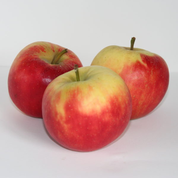 Elstar Appel Fruit Vitaal Elstar Appel Fruit Vitaal